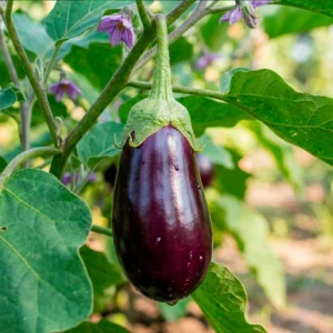 BerenjenaApoyo antioxidante y metabólico